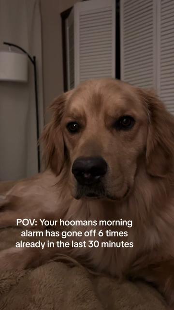 @George The Golden