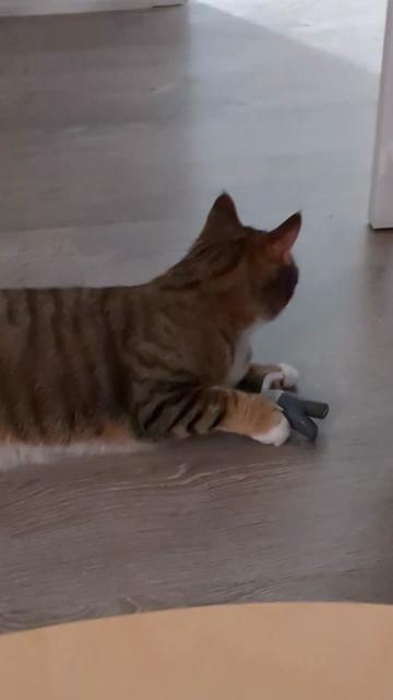@Miss Mia the Tabby Cat