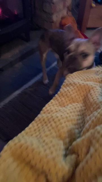 @BarryTheFrenchie