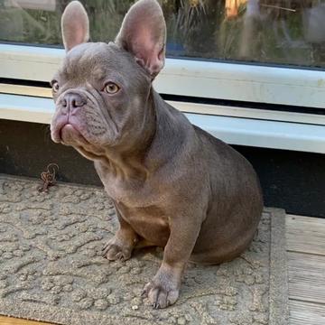 @rudzbulldogz