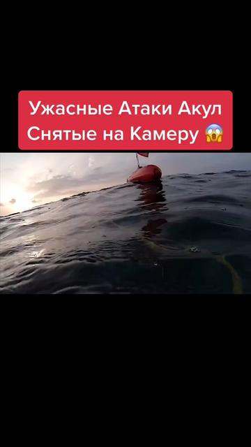 @Живность