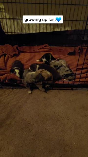 @TB Aussies of Arkansas