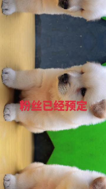 @南粤陪伴犬