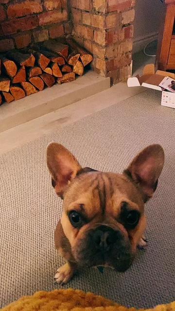 @BarryTheFrenchie