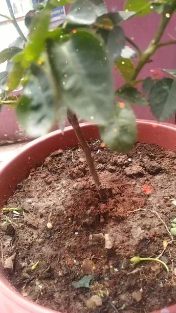 @Hardik Khattri