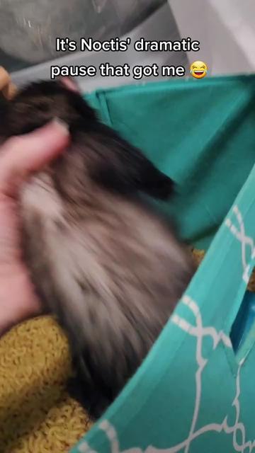 @FuffyFerrets