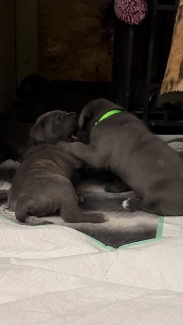 @AandMCaneCorsos