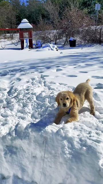@Buddy the Golden 🦮😎