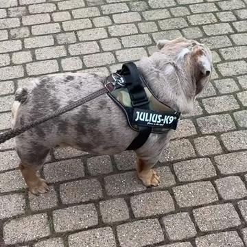 @rudzbulldogz