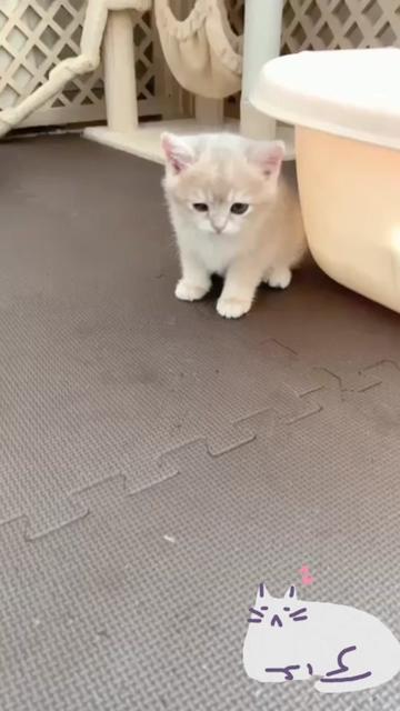 @هاملت