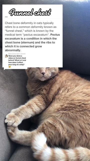 @Reznor_the_cat🪽