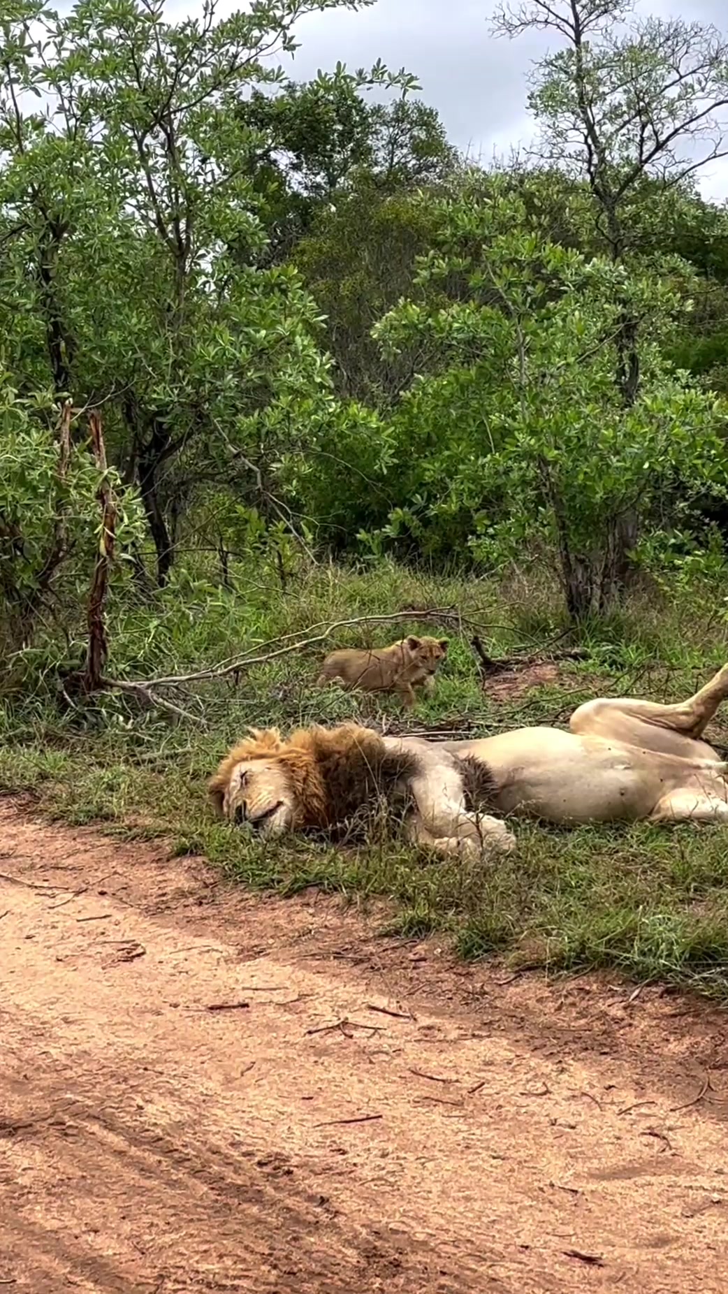 @Wild Animals