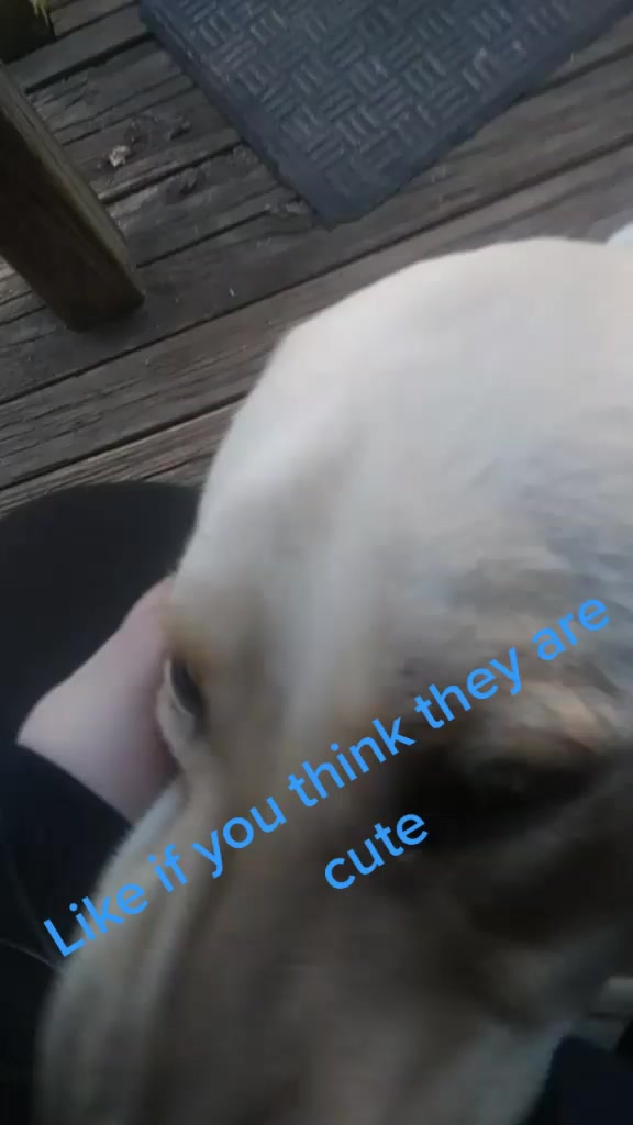 @harley