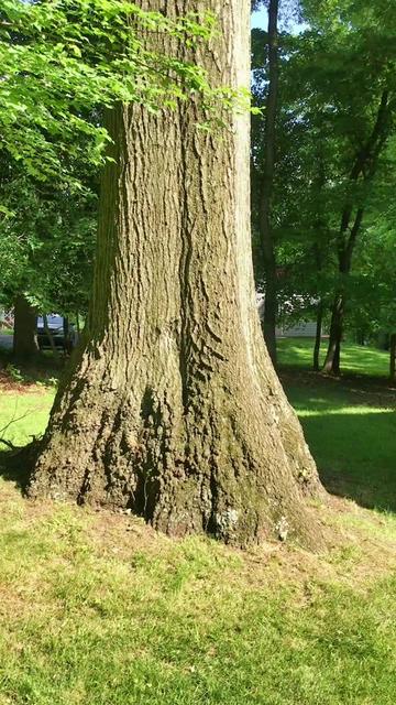 @Andrew The Arborist