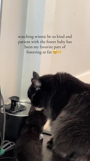 @bffs | brie&rsquo;s feline friends