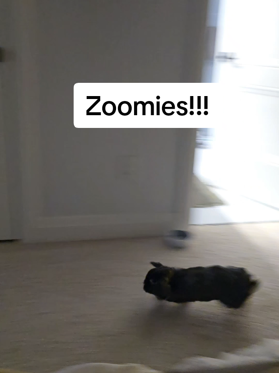 @Blueberry the Bunny