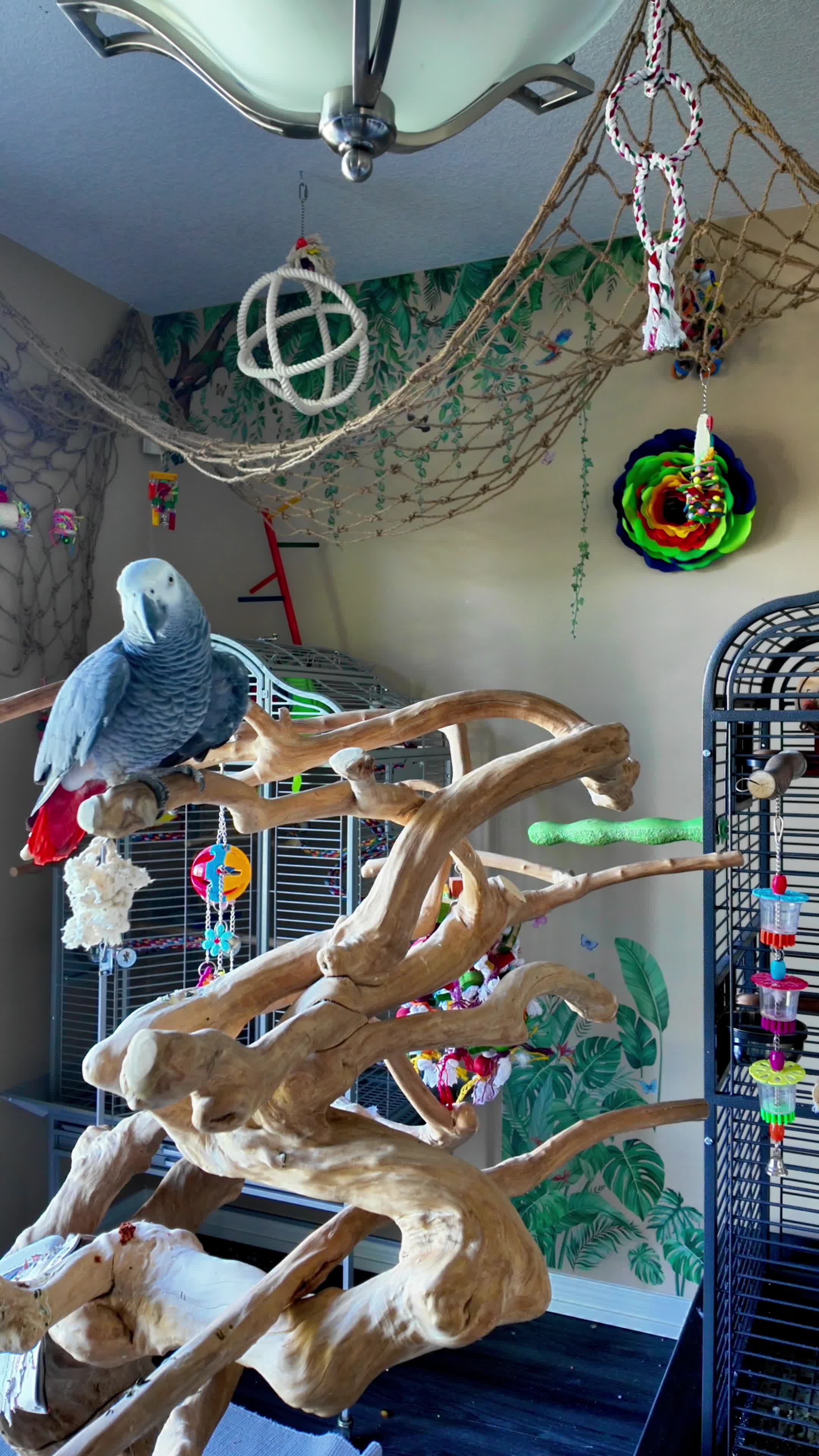 @Gizmo The Grey Bird