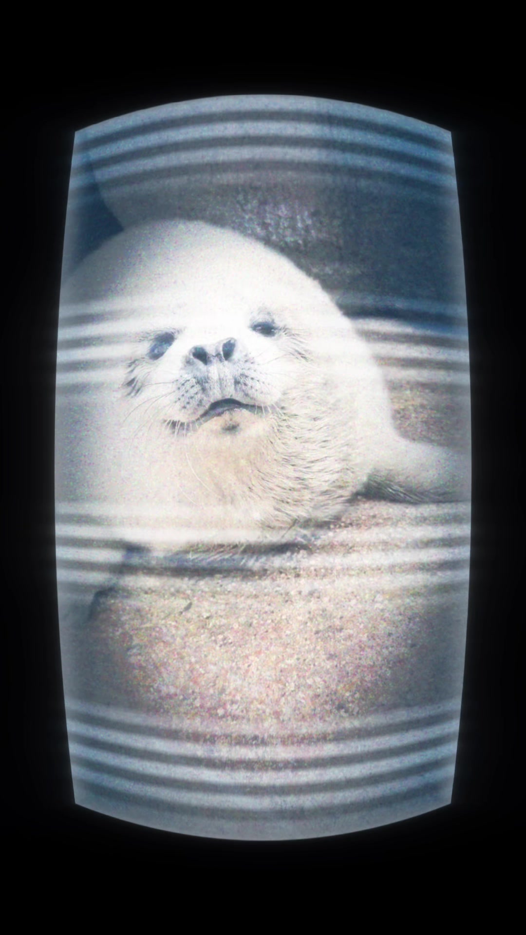@auraful_animals