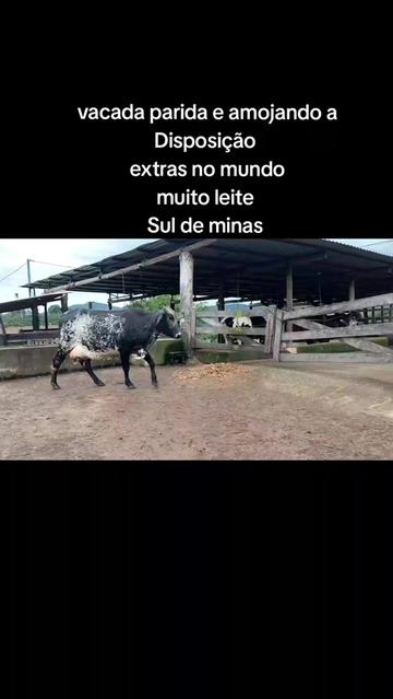@marketing_do_gado