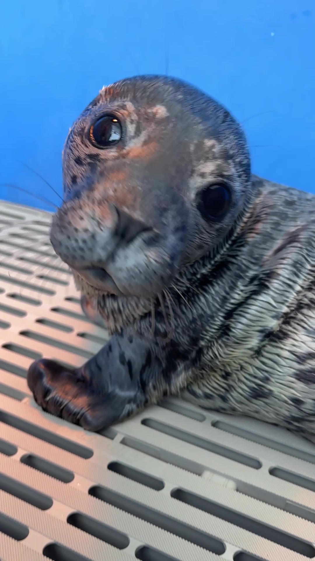 @Marine Mammal Rescue Society