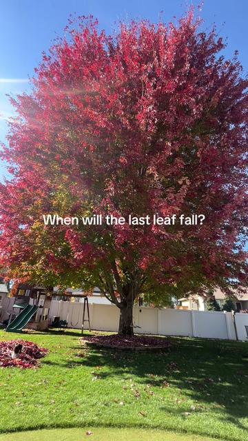 @Lawngest Yard