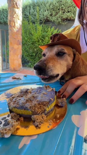 @Lucas The Dog