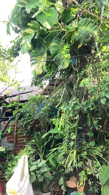 @Kuyapaul🐢