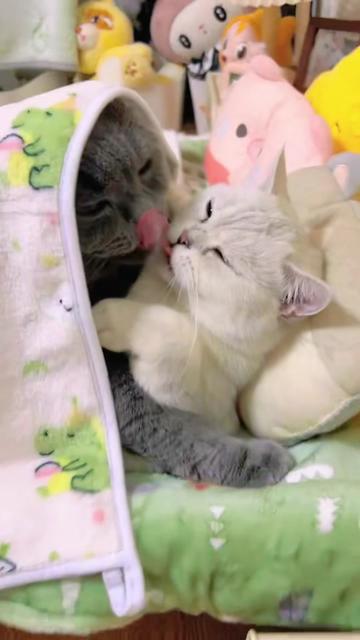 @The Kitten Council 😻😻