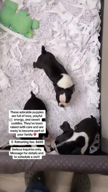 @Boston terrier puppies