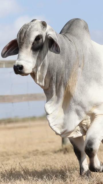 @England Cattle Co.