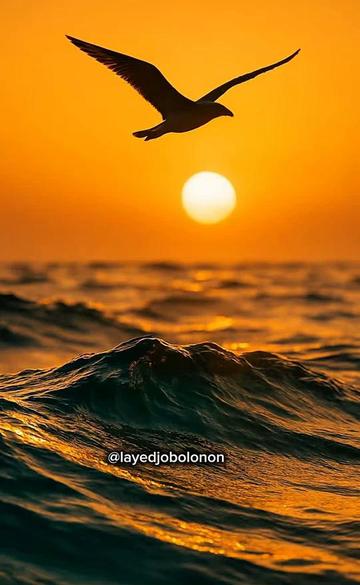 @layedjobolonon