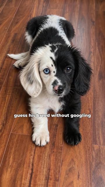 @Oreoboops