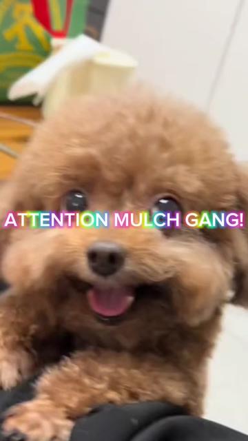 @mulch muncher