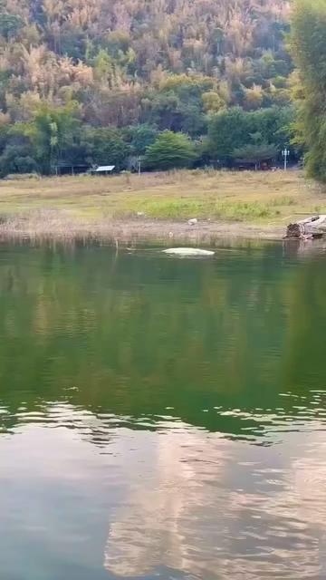 @animalsgonewildd