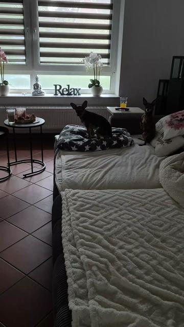 @SabrinaTeamWuffhaus🐕