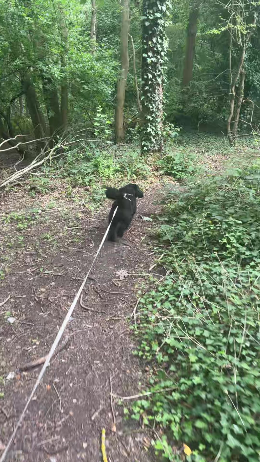 @tswoofwoof.co.uk
