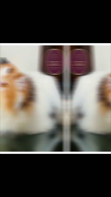 @The Pawesome Cattery