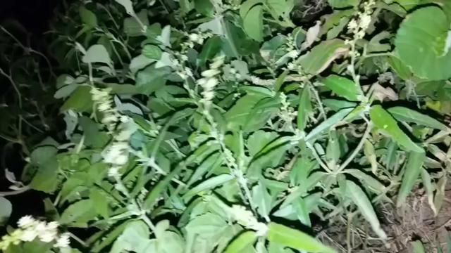 @Biswaranjan 2020