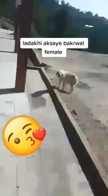 @Kashmiri_Bakrwal_Dog