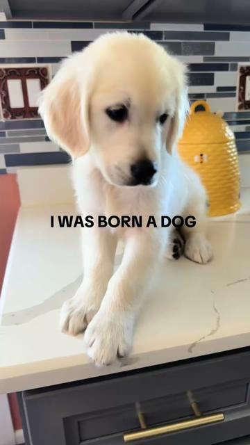 @Dunkin The Golden