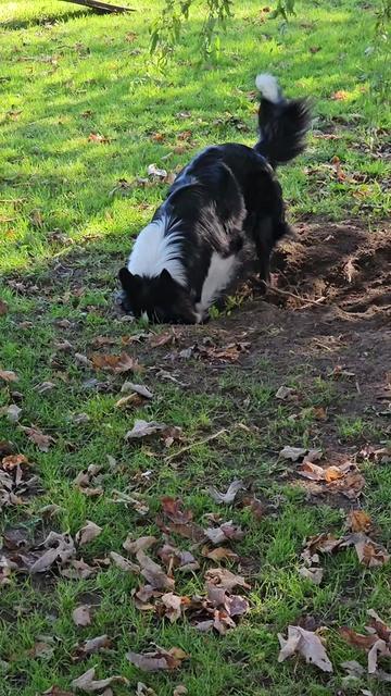 @Zedthebordercollie🇨🇦