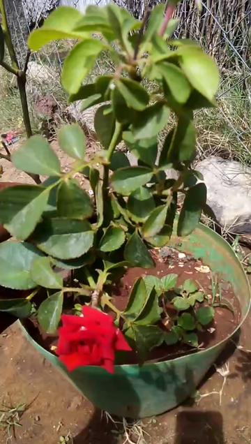 @kumar .Ammu.