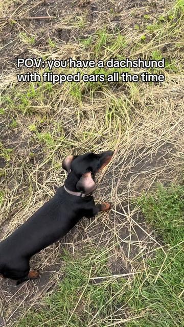 @Pure Paws
