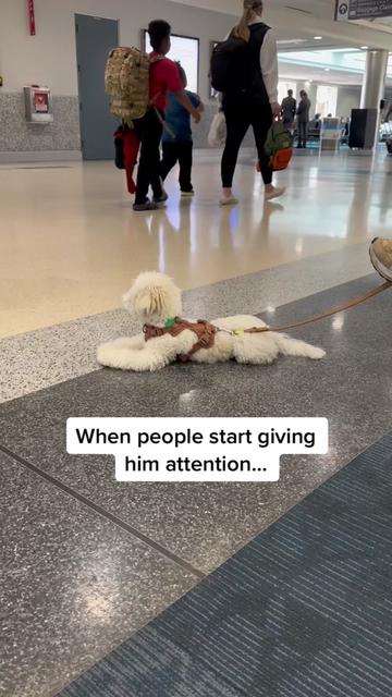 @Rui the Bichon
