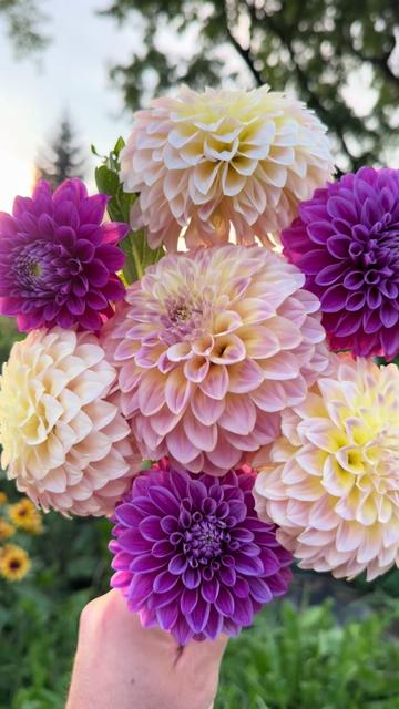 @Christopher | Flower Farmer