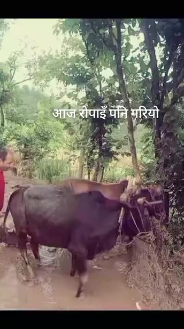 @जAराM