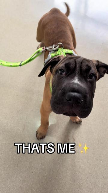 @James Street Vet