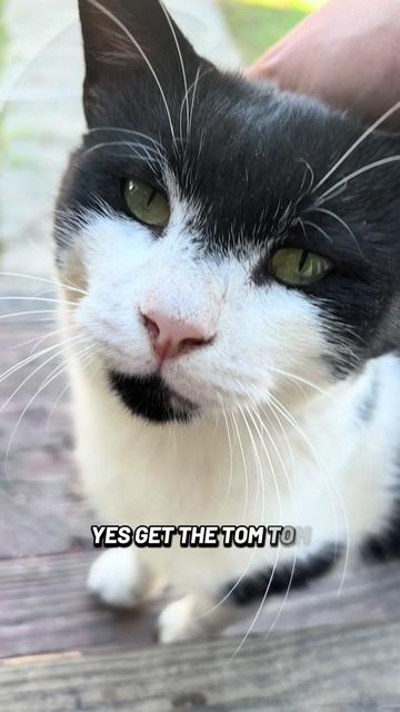 @Catlover313official