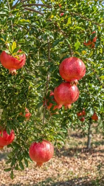 @Dicas e Receitas Naturais