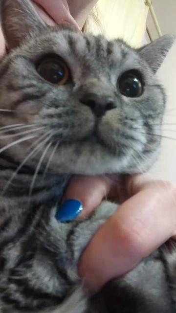 @💎 Purrito ❤😹😻